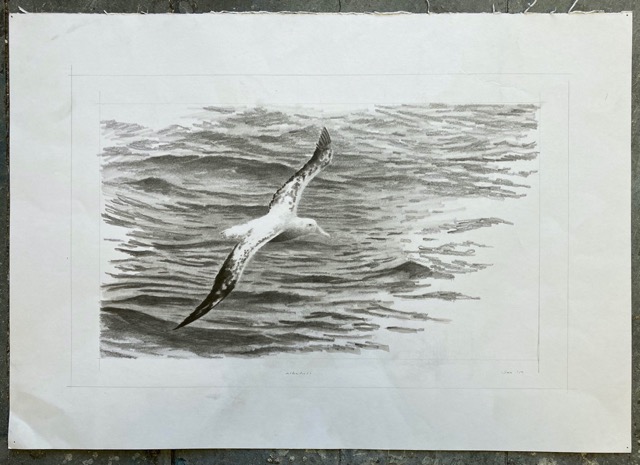 Lot 18  Sax Impey		'Albatross'	pencil on paper, unframed,	43 x 61cm reserve 	&pound;280 saximpey.com