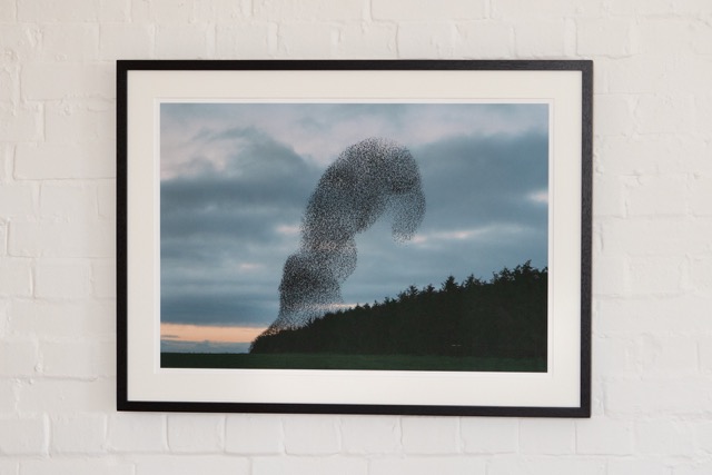 Lot 34  Andy Lawrence		'One in a million'	photograph printed on watercolour rag, in black wooden box frame with anti reflective glass	841mmx594mm	 reserve &pound;300 Andylawrencephotography.com